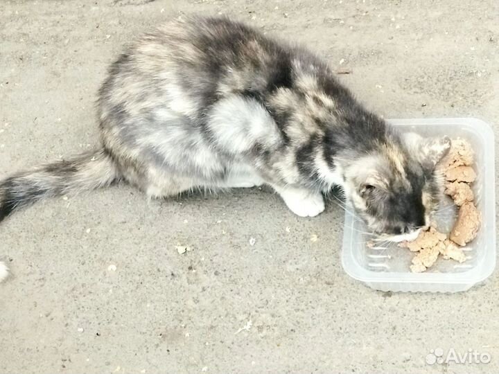 Кошка просит помощи
