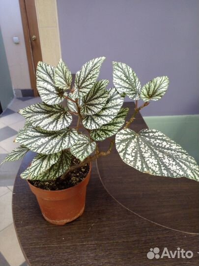 Бегония Королевская