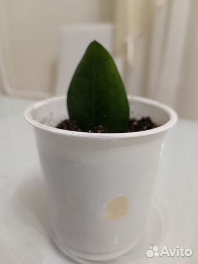 Замиокулькас