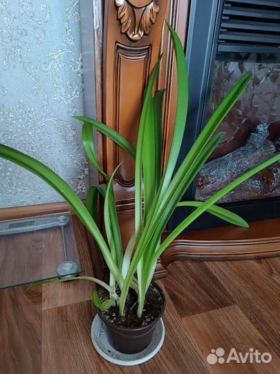 Комнатные цветы