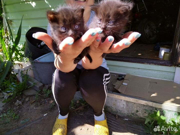 2 котенка мальчика