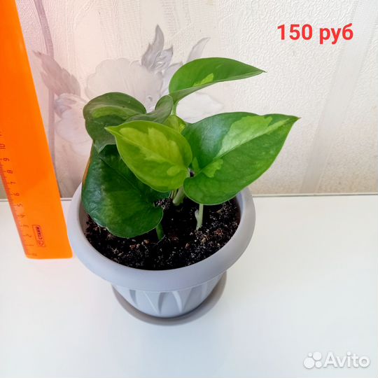 Эпипремнум/сциндапсус