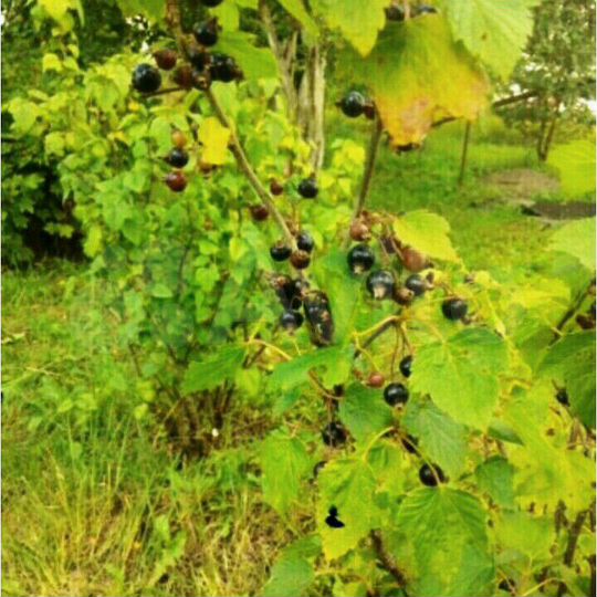 Дача 45 м² на участке 15 сот.