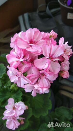 Пеларгония герань Occold Lagoon куст