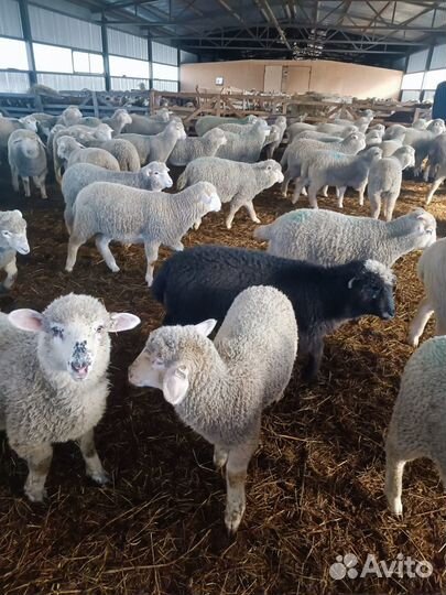 Ягнята молочные