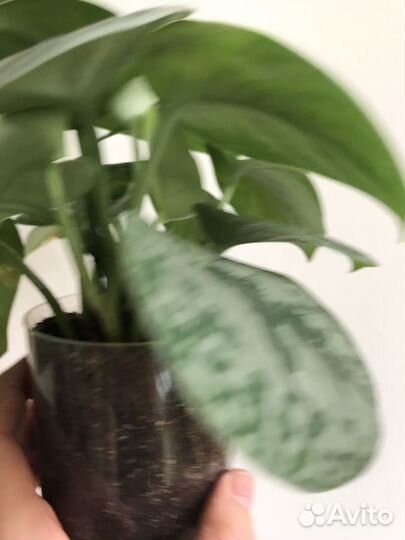 Синдапсус Экзотика, Марбл Квин