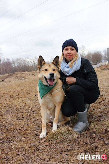 Собака в добрые руки