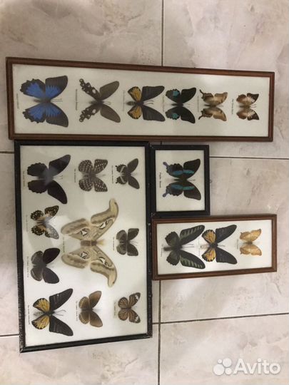 Панно из Бабочек Картина