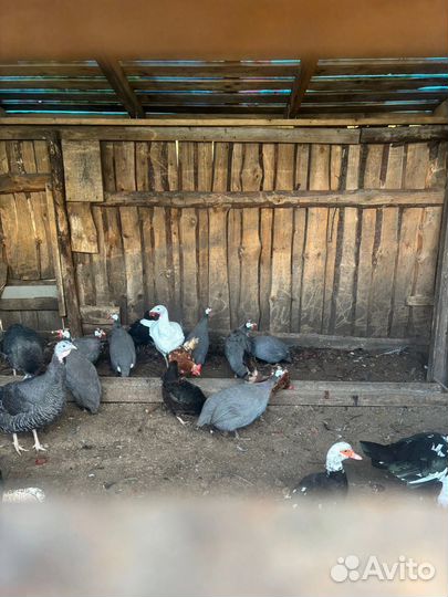 Продам пернатых)