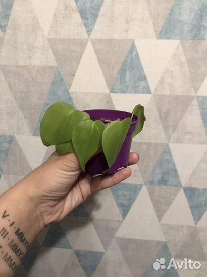 Комнатные растения