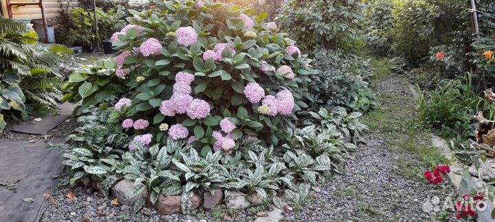 Гортензия крупнолистная Бесконечное лето