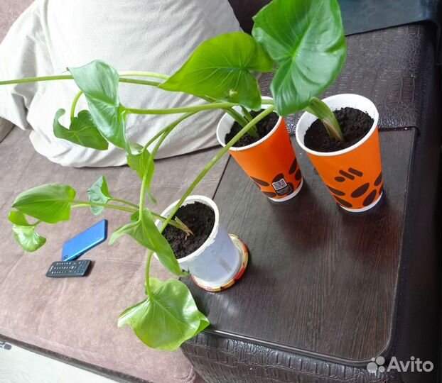 Комнатные цветы калла белая