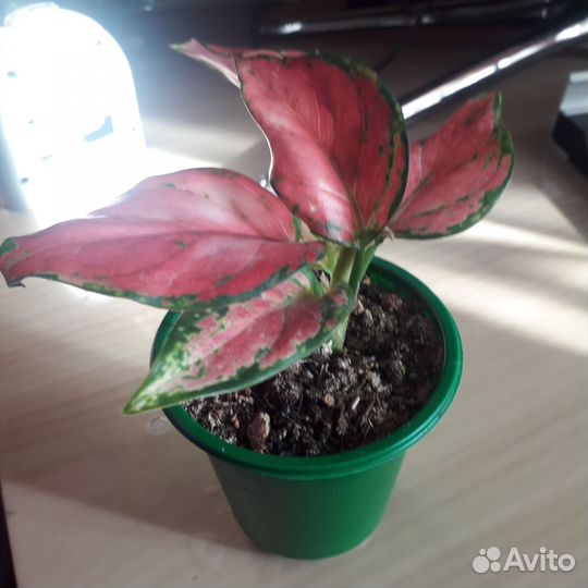 Антуриум андреанум, аглоонема