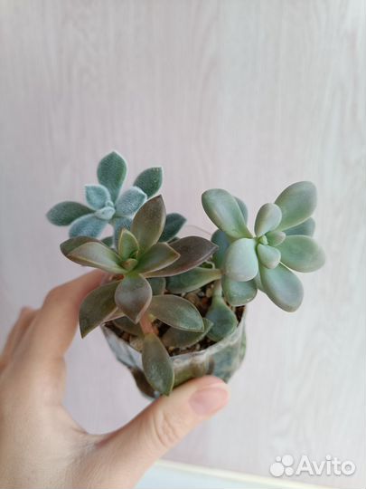 Суккуленты набор