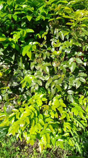 Участок 24 сот. (ИЖС)