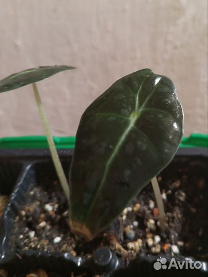 Детки Алоказии Полли