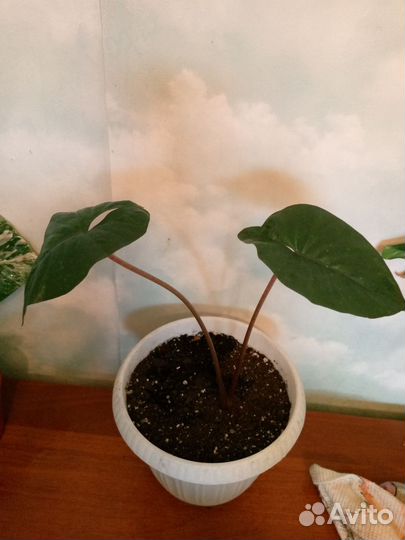 Комнатные цветы