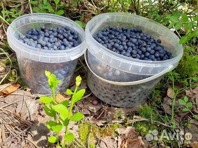 Черника свежая лесная