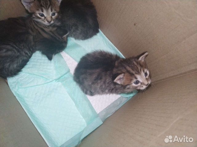 котята в добрые руки электросталь