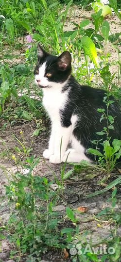 Котята в добрые руки бесплатно