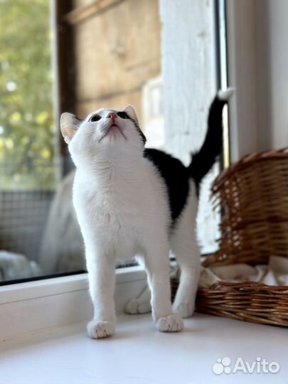 Котёнок мальчик