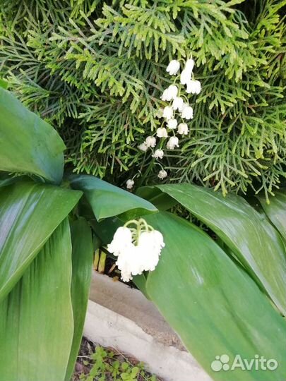 Папортник Страусиное перо тибетская малина