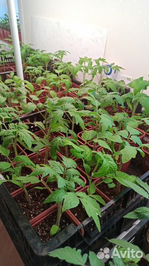 Рассада томатов