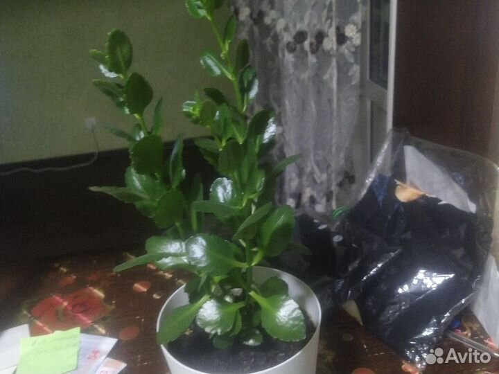 Комнатные цветы каланхоэ