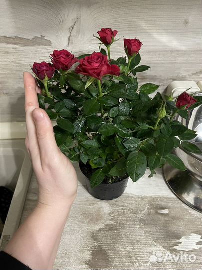 Роза карликовая кустовая (домашняя)