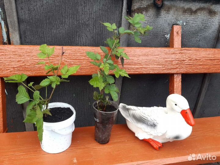 Ежевика садовая (ежемалина)