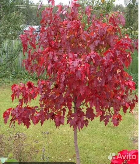 Саженцы Клёна гиннала 1м