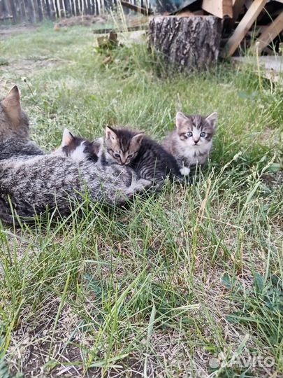 Котята в добрые руки бесплатно