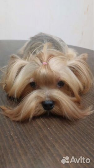 Йоркширский терьер девочка