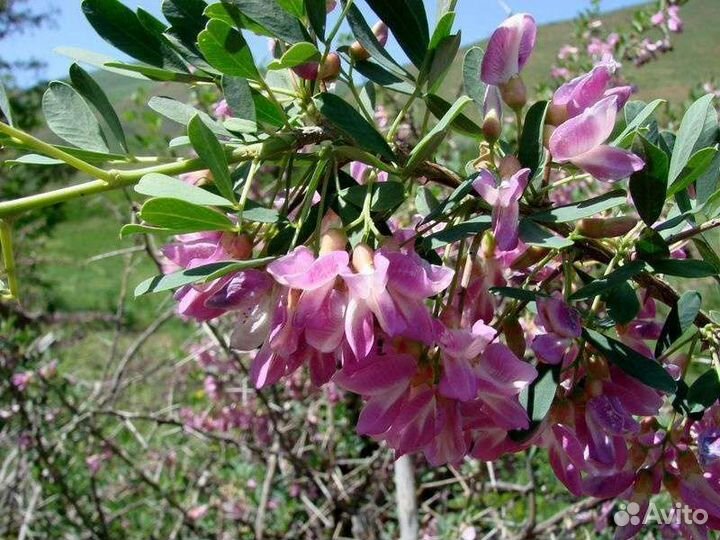 Чингиль(Чемыш)