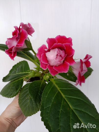 Глоксиния махровая