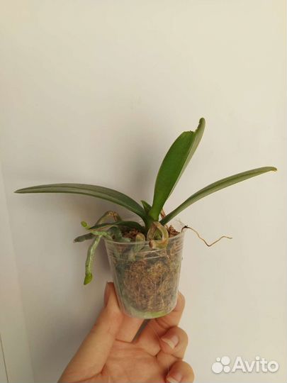 Орхидея фаленопсис