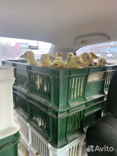 Цыплята бройлеры, гуси, утки, молодка, муларды