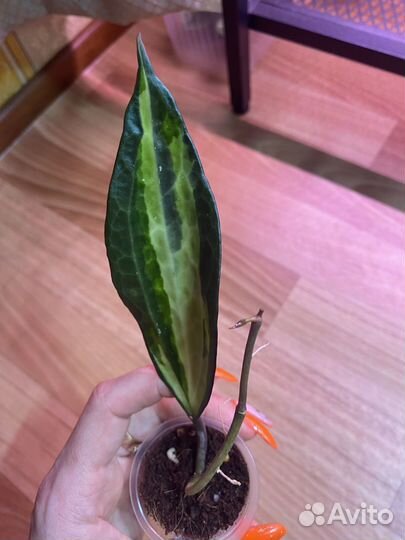 Хойя макрофилла Пот оф Голд