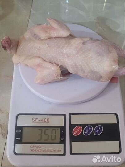 Перепела продажа