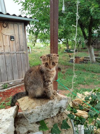 Отдам в добрые руки