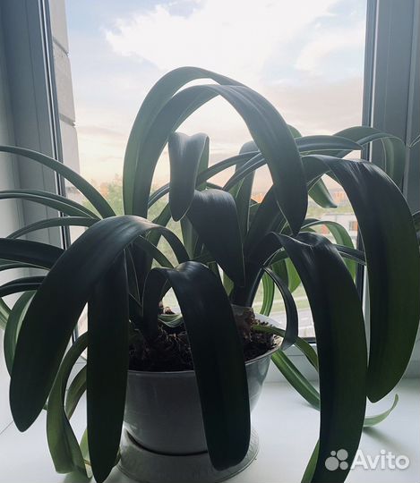 Гиппеаструм амариллис