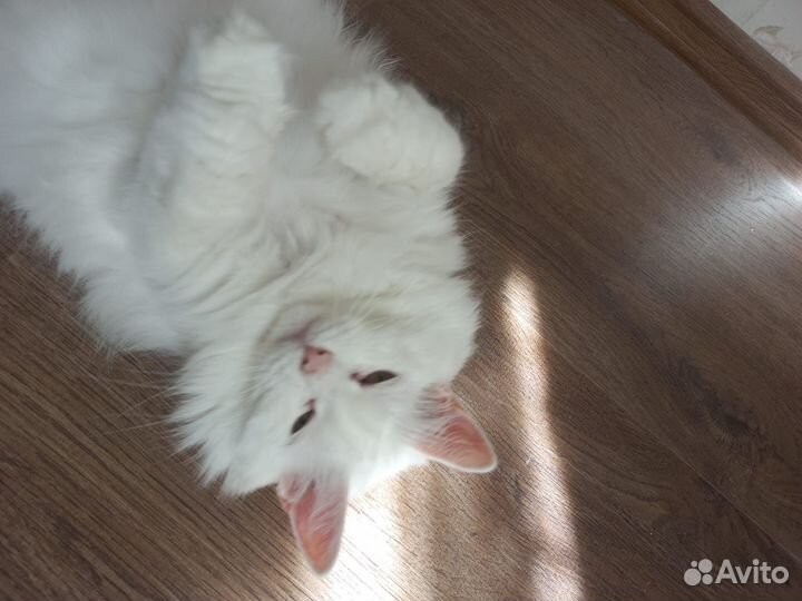 Кошка турецкая ангора отдам в добрые руки