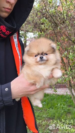 Померанский шпиц мини мальчик