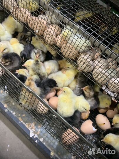 Цыплята срочн0