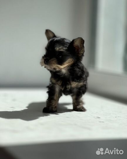 Йоркширский терьер мини