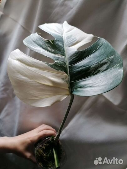 Монстера Альба