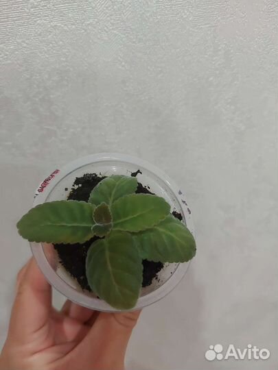 Глоксиния Импресс Парпл