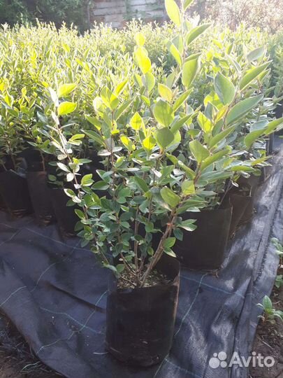 Кизильник блестящий зкс