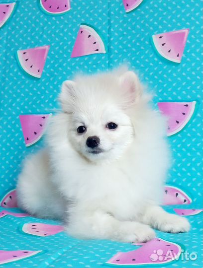 Щенки шпица. Девочки