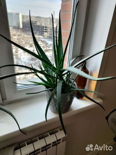 Алоэ вера большой